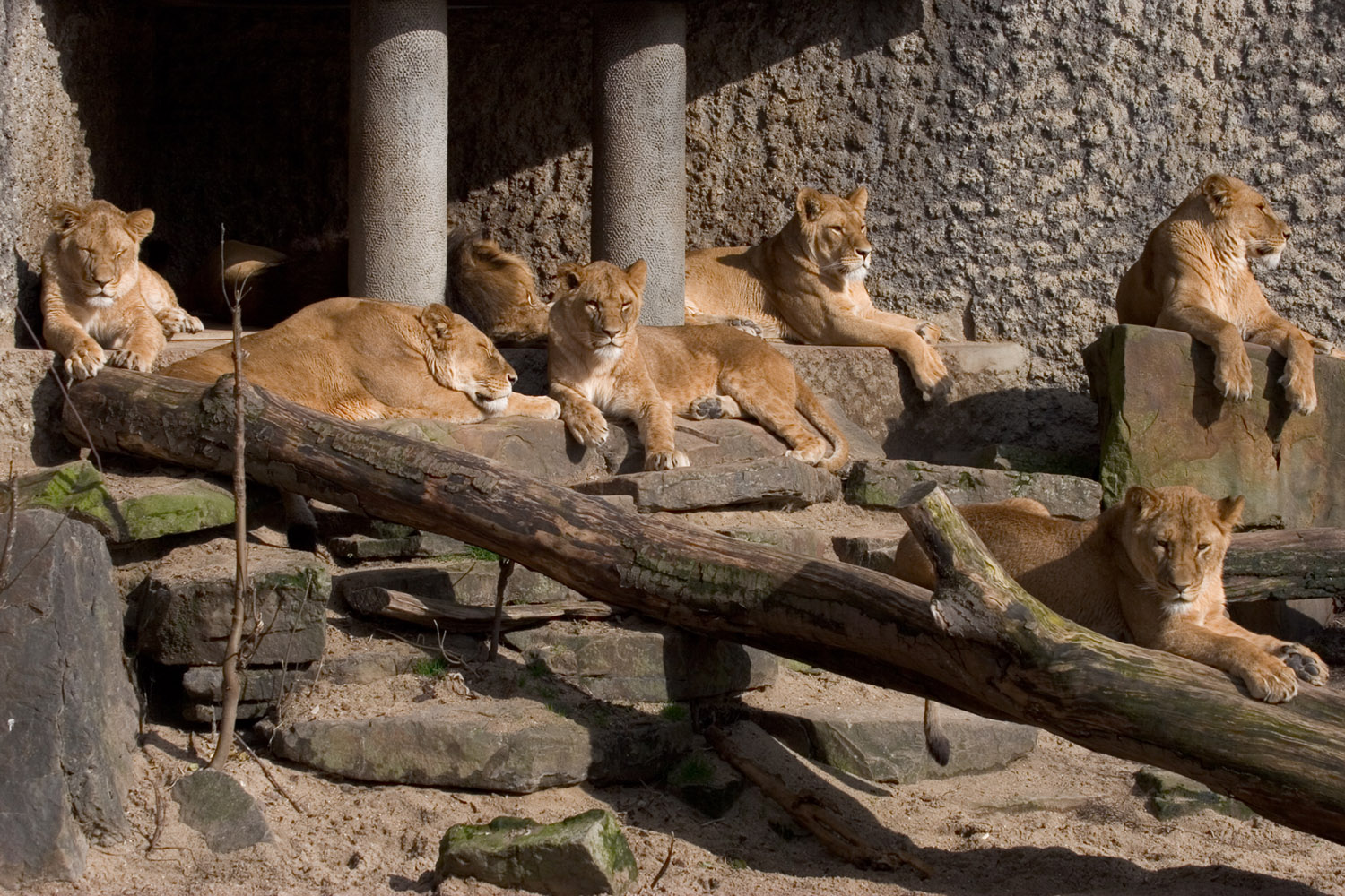 Lions at Artis Royal Amsterdam Zoo