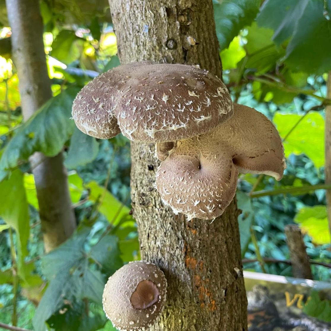 shitake growing on a tree in the Vuurpad Food Forest