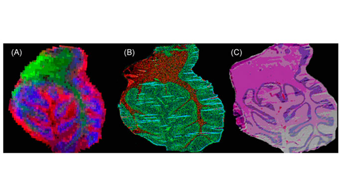 New-sample-preparation-protocols-for-complementary-molecular-imaging-of-brain-tissue