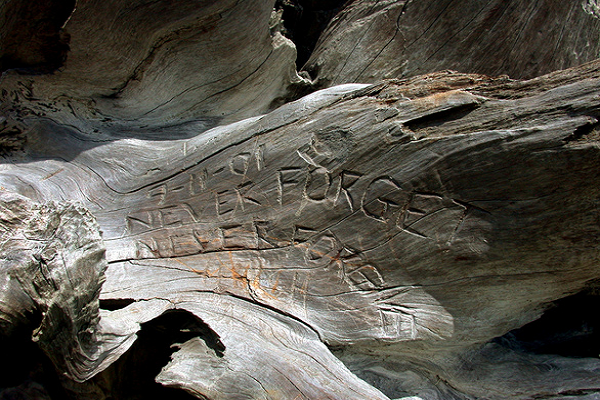 Part of a tree with engravement: 'Never forget'