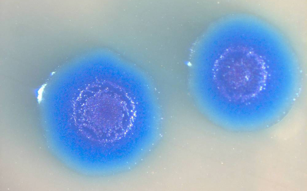 afbeelding van een synthetische cel