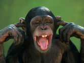 A picture of a primate being rude.