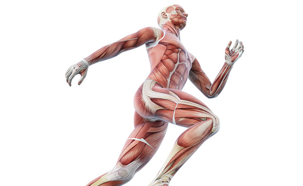 A picture of the muscles you use to move.