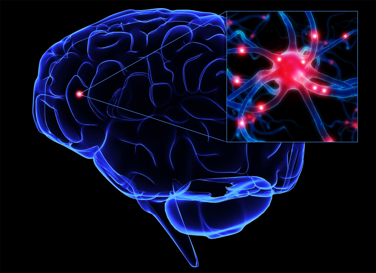An image portraying brain neuroscience