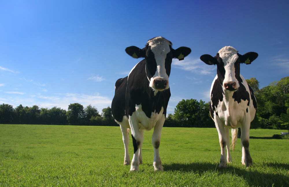 Happy cows make a soft humming sound - News - Maastricht University