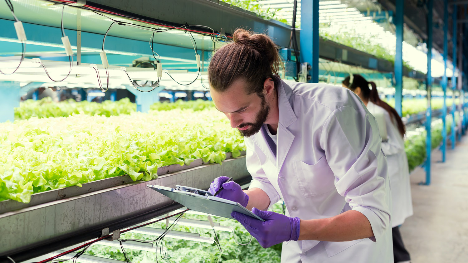 Researcher at work in a greenhouse