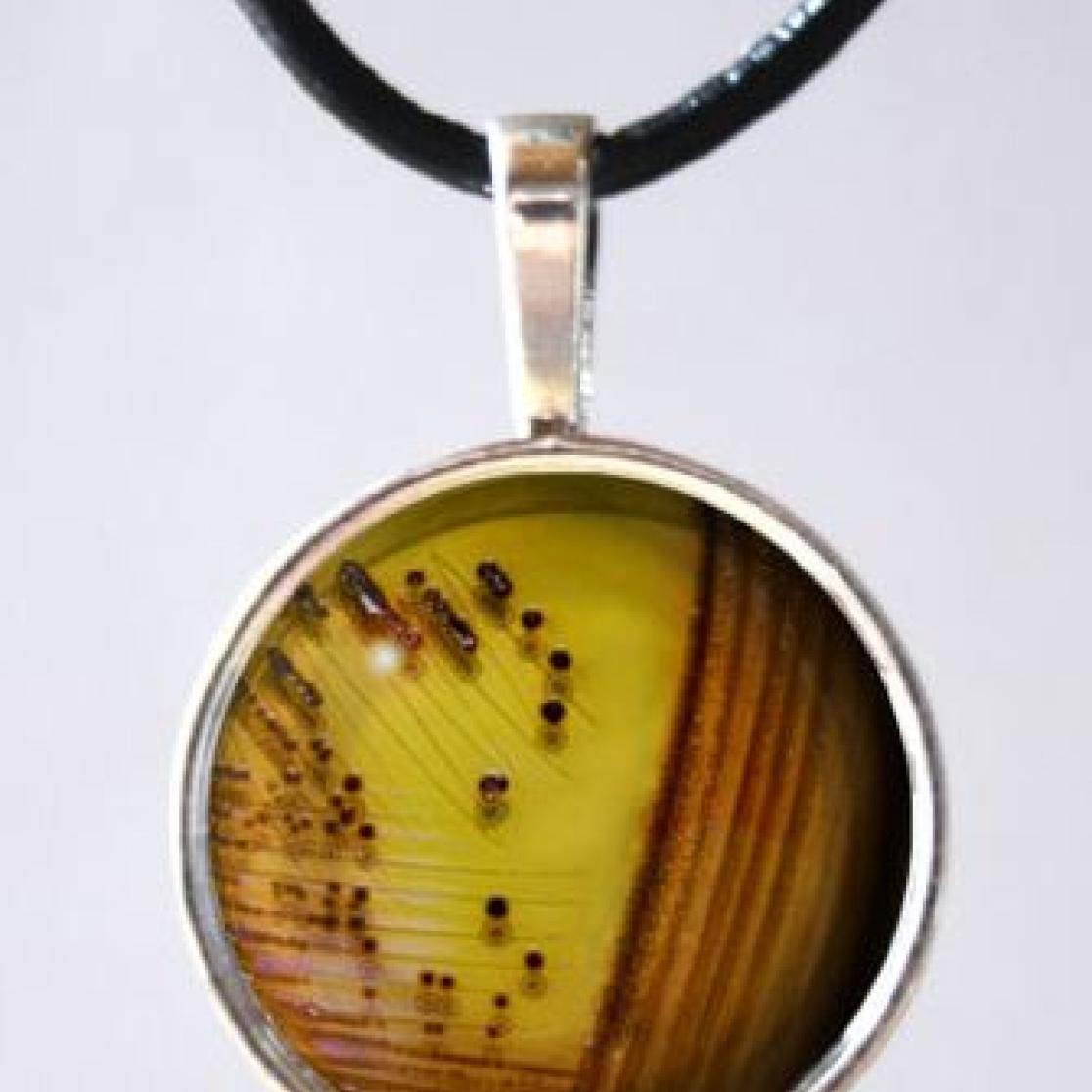 Necklace Bacterial Culture