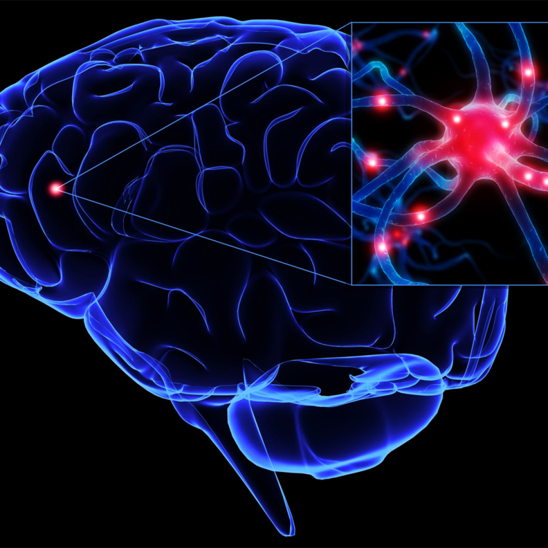An image portraying brain neuroscience