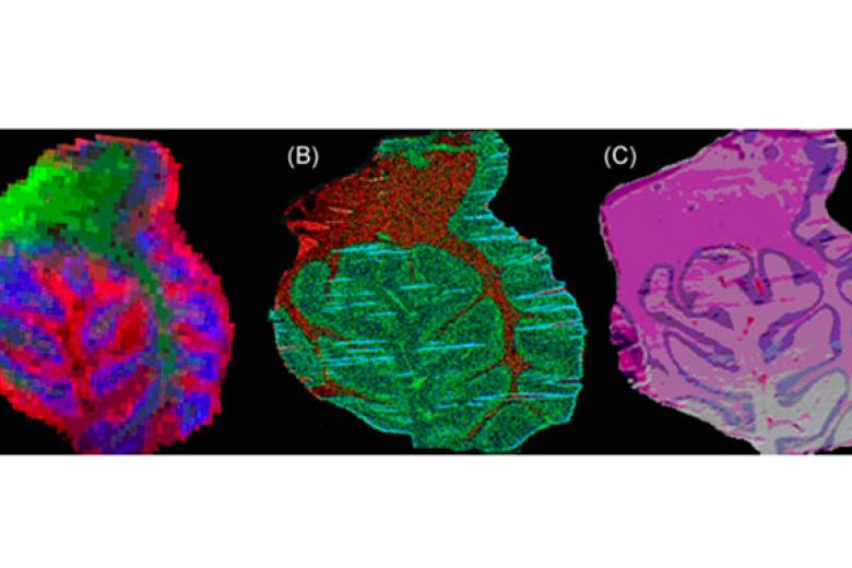 New-sample-preparation-protocols-for-complementary-molecular-imaging-of-brain-tissue