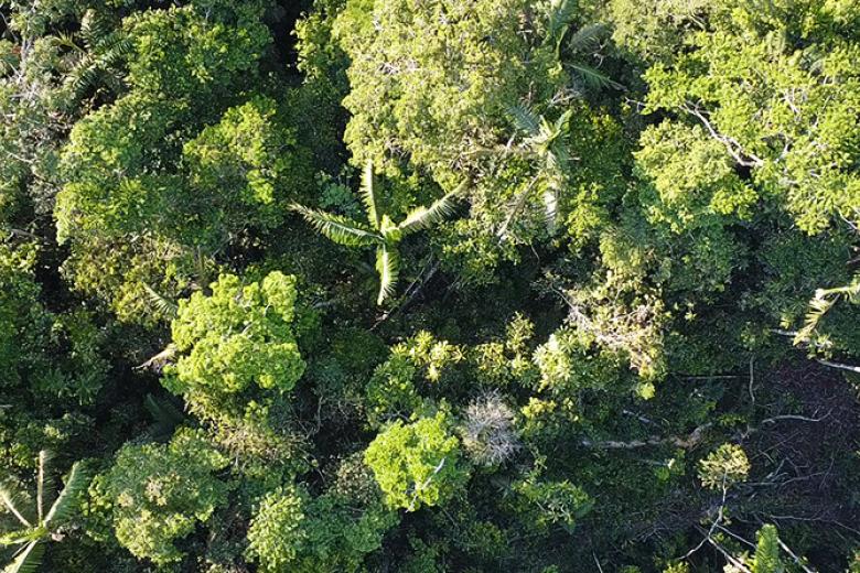 Rain forest
