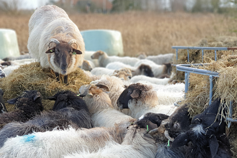 e-reality - sheep and biodiversity