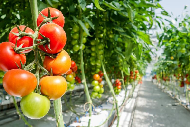 Tomatoes growing in greenhouse